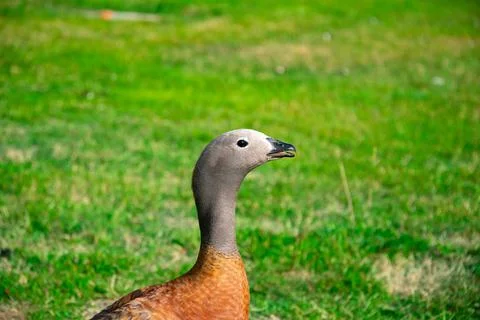 Ashy-headed goose Stock-Fotos