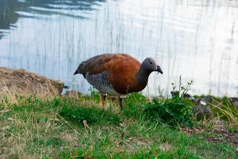 Ashy-headed goose Stock Photos