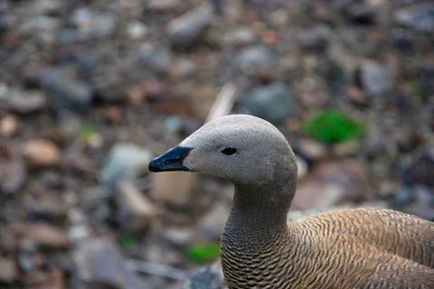 Ashy-headed goose Stock Photos