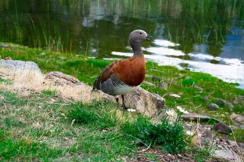 Ashy-headed goose Stock Photos