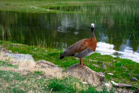 Ashy-headed goose Foto stock