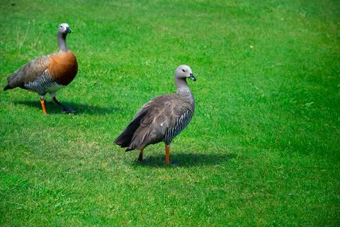 Ashy-headed gooses Foto stock