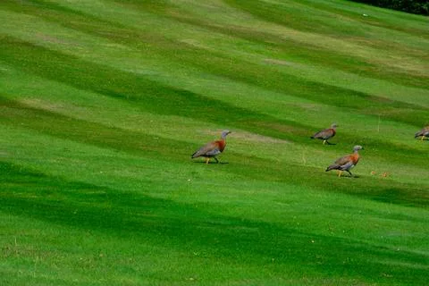 Ashy-headed gooses Stock Photos