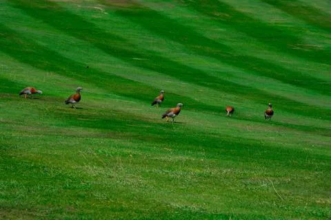 Ashy-headed gooses Foto stock