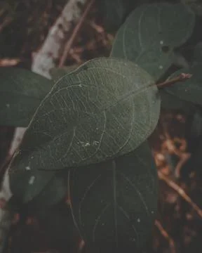 Ashy Leaf Foto stock