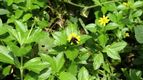 An Ashy mining bee (Andrena Cineraria) is collecting nectar from flowers Stock Footage 217473868