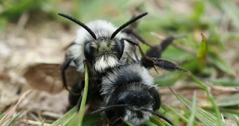 Ashy Mining Bee, Andrena cineraria, mating in Austwick, Yorkshire Dales, UK. Stock Footage 255641013