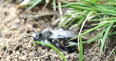 An Ashy Mining Bee; Andrena cineraria; near Austwick, Yorkshire Dales, UK. Stock Footage 255672147