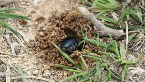 Ashy mining bee digging nest, Yorkshire Dales, UK Stock Footage 271035986