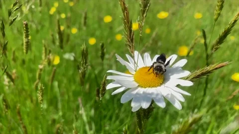 Ashy mining bee pollinating ox-eye daisy in field in summer, flying away Stock Footage 132963037