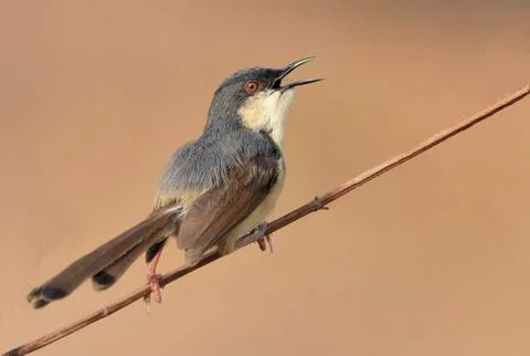 Ashy prinia Stock Photos