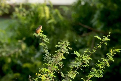 Ashy Prinia Foto stock