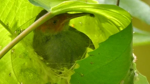AshyTailorBirdBuildingNest Stock Footage 145138803