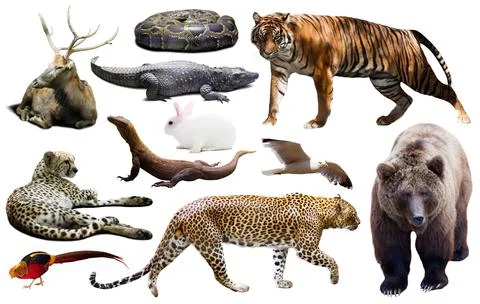 Asia animals isolated Stock Photos