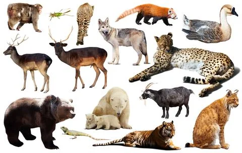 Asia animals isolated Stock Photos