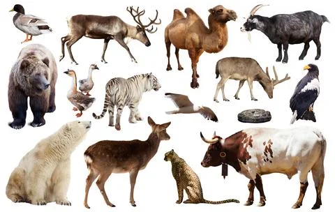 Asia animals isolated Stock Photos