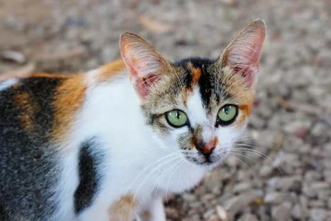 Asia cat Stock Photos