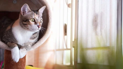 Asia cat sitting in cat tree modern room or condo Stock Footage 130048337