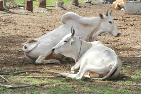 Asia cow sleeping Stock Photos