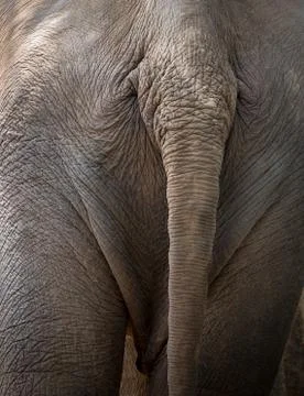 Asia elephant backside Stock Photos