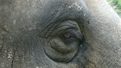 Asia elephant close-up.  Stock-Footage 90757517