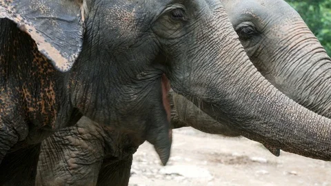 Asia elephant close-up.  Stock-Footage 90757624