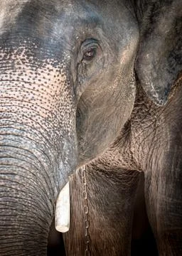 Asia elephant is crying Stock Photos