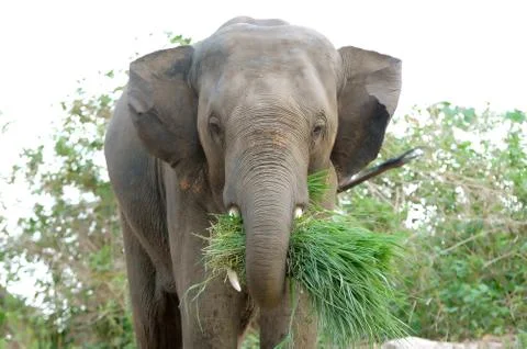 Asia elephant Stock Photos