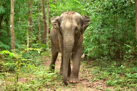 Asia elephant 스톡 사진
