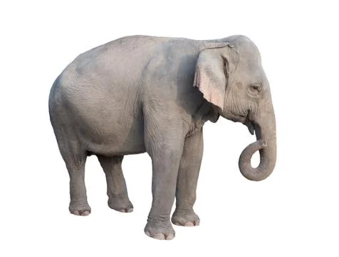 Asia elephant Foto stock