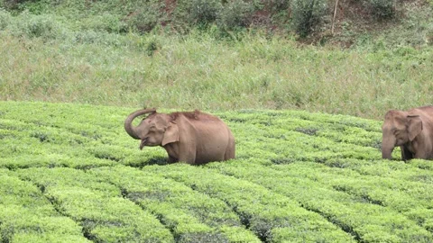 Asia Elephant throw earth on back with trunk in tea plantation Stock Footage 328286925