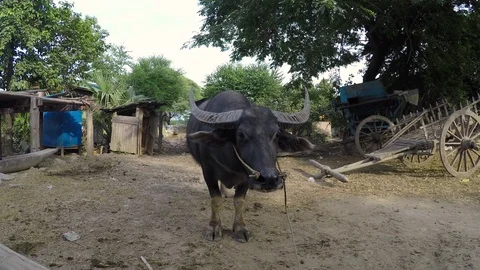 Asia 스톡 동영상 88053509