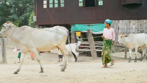 Asia 스톡 동영상 88055205