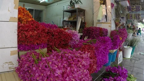 Asia Stock Footage 88155553