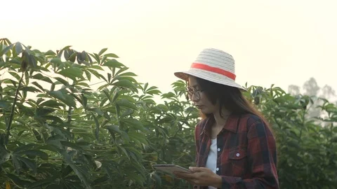 Asia man farmer using digital tablet recording data in cassava field. Stock Footage 118470167