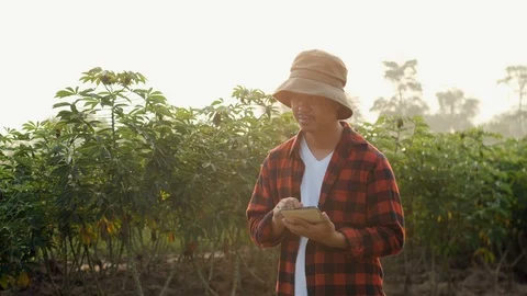 Asia man farmer using digital tablet recording data in cassava field. Stock Footage 118478894