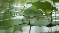 Asia Nature: Cu Dolly Slide Past Water Lily Pond At Water Level Stock Footage