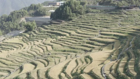 Asia Rice Fields Stock Footage 254559200