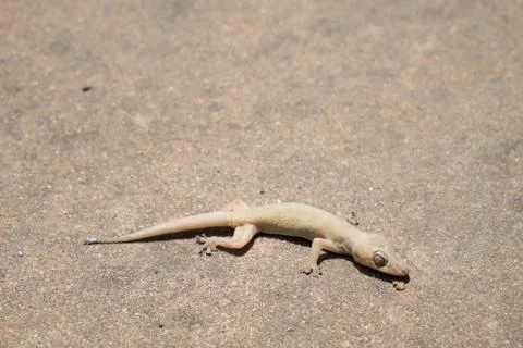 Asia small dead lizard. Stock Photos
