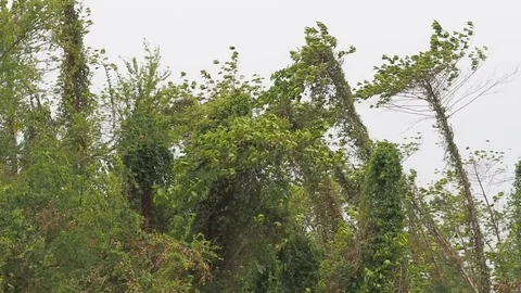Asia Strong wind blowing big green tree in bad summer weather before rain storm. Stock Footage 108769845