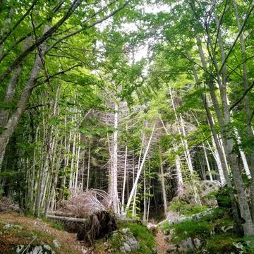 Asiago Forest Stock Photos