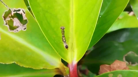 Asian ant grasshopper is walking on green leaves Stock Footage 219627693