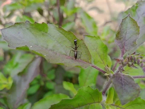 Asian Ant Mantis on holy basil leaves. Insect on tulsi leaf Фото