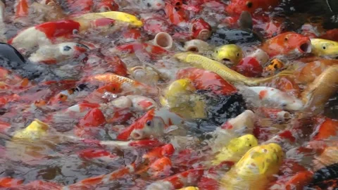 Asian Arowana 動画素材 343704448