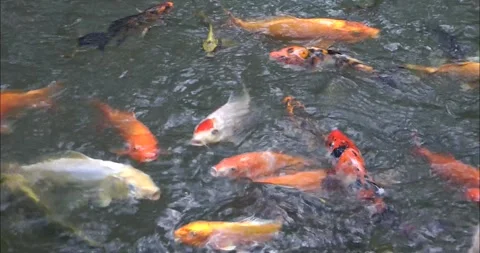 Asian Arowana Видео 343712586