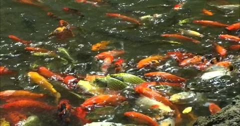Asian Arowana 動画素材 343712650