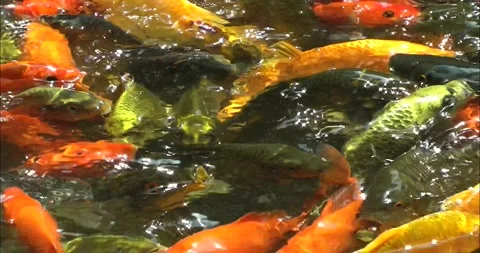 Asian Arowana 動画素材 343712663