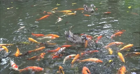 Asian Arowana Видео 343712666