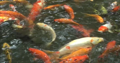 Asian Arowana Видео 343712850
