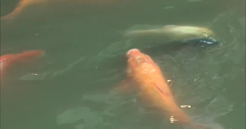 Asian Arowana Видео 343719097